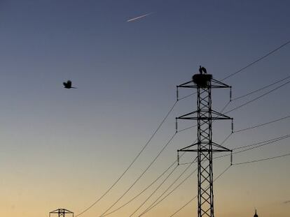 Dos cig&uuml;e&ntilde;as permanecen en el nido de la torre de un tendido el&eacute;ctrico cercano a la Catedral de Pamplona. EFE/Archivo