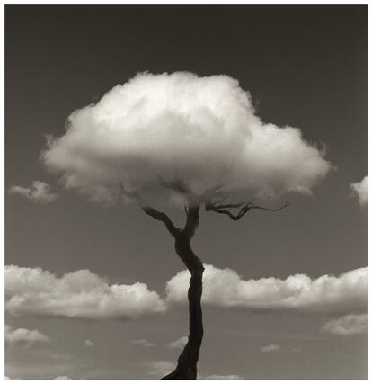 'Una nube que fue árbol'
