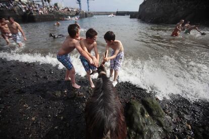 Unos niños introducen a una de las cabras en el mar para el tradicional baño de las cabras, Puerto de la Cruz, Tenerife, 24 de junio de 2013.