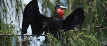 Un macho en celo de rabihorcado grande muestra las bolsas rojas de su garganta.