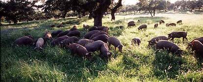 Una piara en Extremadura.