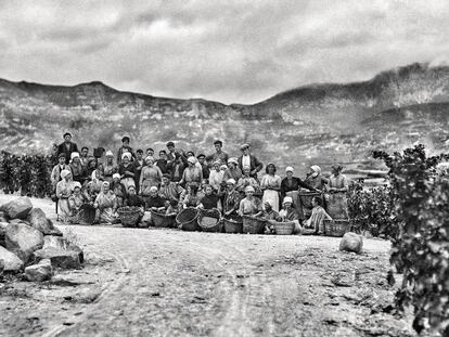 Vendimiadores de Viña Tondonia, en Haro (La Rioja), en la década de 1920.
 