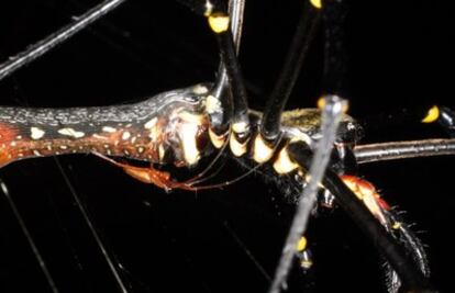 Macho de la araña <i>Nephila pilipes</i> bajo una hembra.