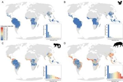 El mapa muestra el índice de 'defaunación' de los mamíferos en las selvas tropicales. Este índice refiere al número de especies en declive. Arriba a la izquierda, la situación de todos los mamíferos. Los otros tres mapas son para maíferos pequeños, medianos y grandes.