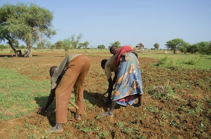 Em Burkina Faso, como em outras regiões da África Subsaariana, desenvolveu-se um fenômeno chamado de ‘feminização da agricultura’, que se refere à crescente presença feminina na produção agrícola e à redução do número de homens que trabalham nesse setor. Uma das principais causas desse fenômeno é o êxodo da população rural masculina para as áreas urbanas ou mineradoras, em busca de melhores oportunidades de obtenção de renda. Em suas atividades agrícolas, as mulheres frequentemente se fazem acompanhar dos filhos menores, os quais passam o dia todo sendo carregados nas costas das mães.