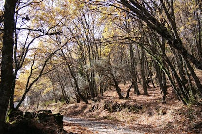 Jardines de entrada del Monasterio de Yuste en otoño. |