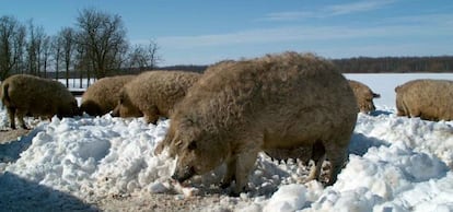 El cerdo mangalica fue recuperado por el grupo Monte Nevado en Hungría, cuando estaba en peligro de extinción. Pese a sus esfuerzos, una de las variedades se perdió.