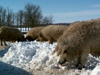 El cerdo mangalica fue recuperado por el grupo Monte Nevado en Hungría, cuando estaba en peligro de extinción. Pese a sus esfuerzos, una de las variedades se perdió.