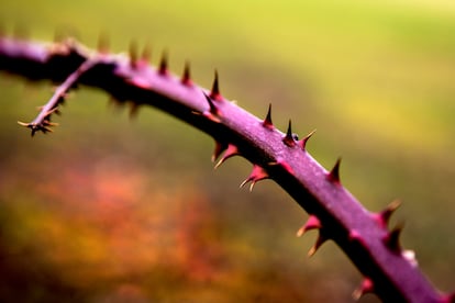 Las espinas, pinchos o púas aparecieron hace millones de años como defensas frente a los herbívoros. Las hay que emergen del propio fruto, como las uvas del desierto, de las hojas, como las berenjenas, o de los tallos, como las rosas.