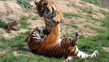 Un parell de tigres al parc Terra Natura, a Benidorm.
