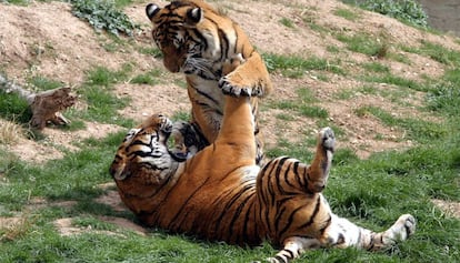 Tigers at the Terra Natura park in Benidorm.