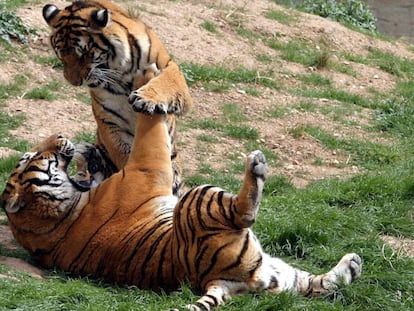 Un parell de tigres al parc Terra Natura, a Benidorm.