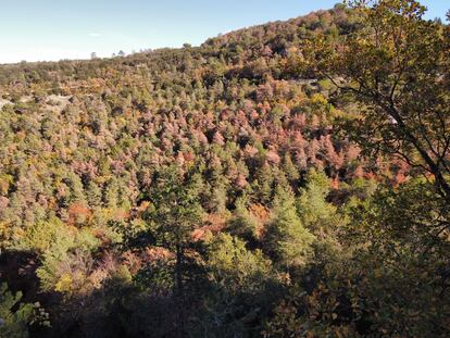 Bosque del municipio de Centelles, en Osona (Barcelona), el pasado noviembre. 