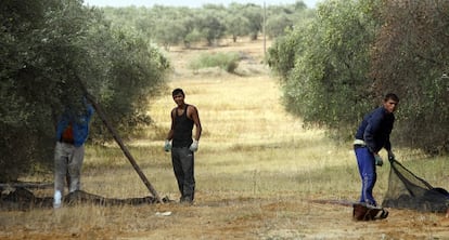 Tres jornaleros recogen aceituna en un olivar del Aljarafe sevillano.