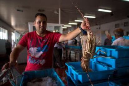 Subasta de pescados y mariscos en la lona del puerto de Motril.