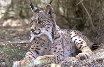 Un ejemplar de esta especie en extinción, en el Parque Nacional de Doñana (Sevilla).