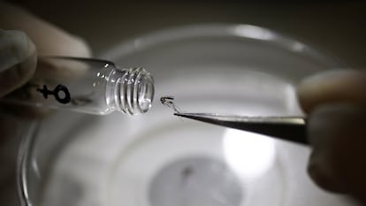 Biologist Mariana Manteca Acosta places a mosquito into a test tube in Buenos Aires, Argentina, on March 13.