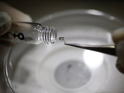 Biologist Mariana Manteca Acosta places a mosquito into a test tube in Buenos Aires, Argentina, on March 13.