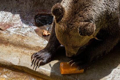 La mayoría de las especies del Zoo reclaman su alimento a base de fruta y yogur en cuanto ven aparecer a sus cuidadores