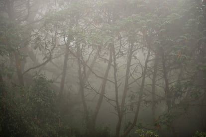 El reducido y amenazado hbitat natural del gorila de monta?a se extiende en las selvas lluviosas y volcanes de Uganda, Uganda y Repblica Democrtica Del Congo.