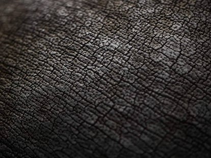 Detallle de la piel de un rinoceronte en el zoo de París (Francia).