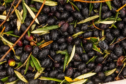 Aceitunas recogidas en un olivar ecológico en Mogón (Jaén), este miércoles.