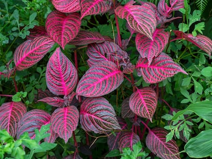 La iresine de hojas rojizas contrasta enormemente con las plantas de color verde.