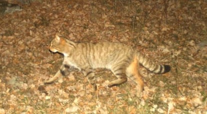 Un gato montés pillado en una cámara de foto trampeo.