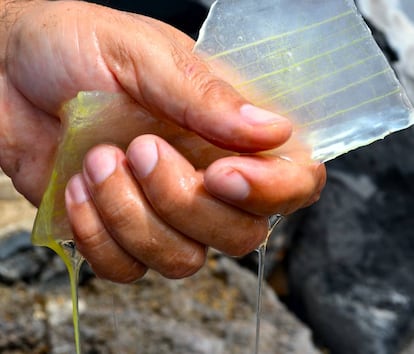 El jugo de aloe se exprime de la planta.