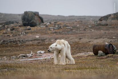 Un oso polar hambriento en un campamento de cazadores abandonado, en el Ártico canadiense, se levanta lentamente para ponerse de pie. Con poco y adelgazamiento de hielo para moverse, el oso no puede buscar comida. La ausencia de bloques de hielo impide al oso moverse para buscar comida.