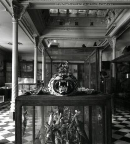 Una impressionant vitrina d’El Taxidermista, vista per Toni Catany.