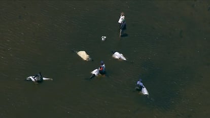 Operativo de rescate de delfines en Wellfleet, Massachusetts el 28 de junio 2024.