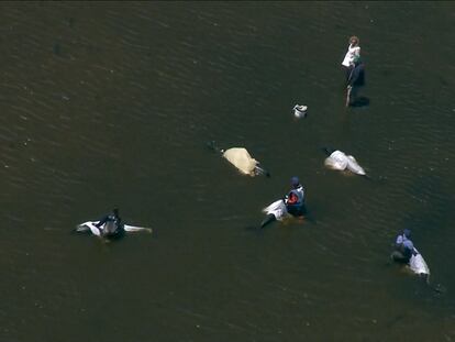 Operativo de rescate de delfines en Wellfleet, Massachusetts el 28 de junio 2024.