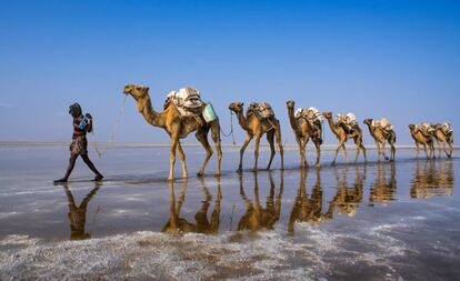 Caravana de camellos en la depresión de Danakil, en Etiopía.