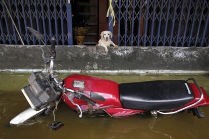 Un perro mira desde el interior de una casa, en un céntrico barrio de Bangkok