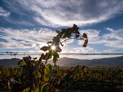 Una vid dentro de un viñedo en el Valle de Guadalupe, en el Estado de Baja California (México), en octubre.