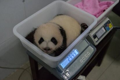 Uno de los gemelos de panda gigante en una báscula, en el Centro de Investigación en Chengdu. Esta especie es considerada protegida de rango especial por la Ley de Protección de Fauna Silvestre de China.