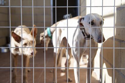 Respecto al impacto del final de la temporada de caza, a principios de febrero, apuntan a que “se nota bastante” el abandono masivo. “Aunque por desgracia es algo que se produce durante todo el año; van apareciendo galgos cada mes”, puntualizan en Animal Rescue España. Otras asociaciones como SOS Rescue coinciden en que es un “goteo constante”.