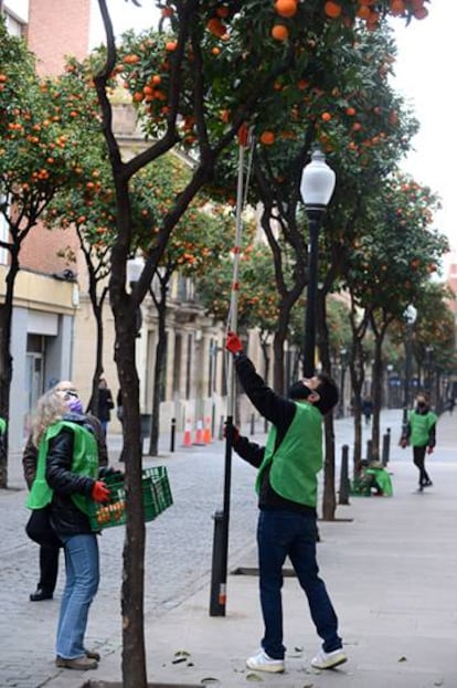 Un grupo de voluntarios bien formados recolectaron las naranjas producidas a la puerta de casa. ¿El objetivo? Fabricar mermelada para entidades sociales del barrio.