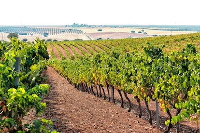 Viñedo de la bodega Palacio Quemado, en la localidad de Alange.