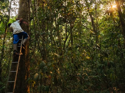 Equipo de campo midiendo árboles en la Amazonía brasileña. Créditos: Adam Ronan/ Rede Amazônia Sustentável.