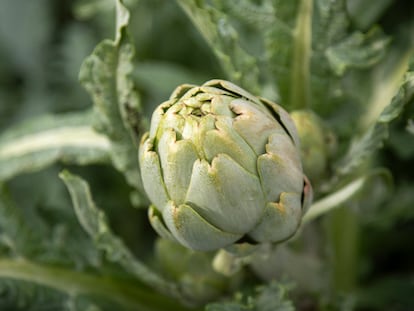 Alcachofa de Benicarlo