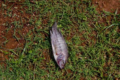 A WUA também enfrenta a pesca ilegal, que é realizada com redes de buracos muito pequenos que fisgam peixes que ainda não têm o tamanho mínimo para o consumo. Outros pescadores lançam na água o extrato de uma planta venenosa que mata rapidamente todos os peixes que estão perto. Embora eficaz, essa técnica destrói toda a fauna e flora do rio e contamina a água.