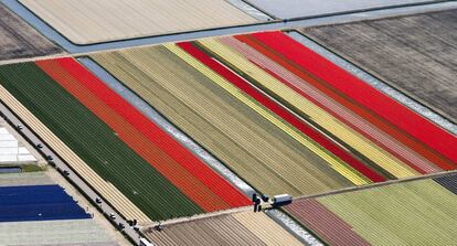 Desde mediados de marzo hasta finales de mayo los tulipanes transforman gran parte de Holanda en un bello mosaico de color.