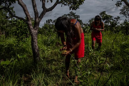 Las mujeres xavante recogen frutos de murici durante un 'dzomori'. Su objetivo es extraer las semillas para después comercializarlas y replantar su territorio. 