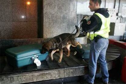 Un perro del servicio de seguridad olfatea una maleta en el aeropuerto de Barajas.