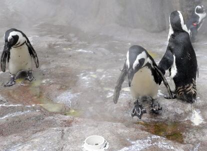 Los aspersores de los pingüinos se disparan cuando aprieta el calor.