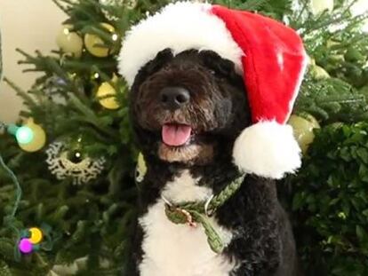 ‘Bo’ inaugura la Navidad en la Casa Blanca