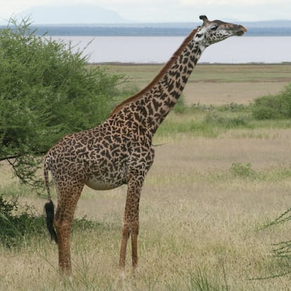 Una jirafa masái en el Parque Nacional del Lago Mburo, en Tanzania.