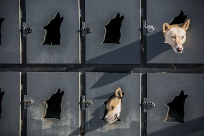 Hasta llegar a la meta en Nome, en la costa occidental de Alaska, deberán atravesar dos cadenas montañosas y el río Yukon. En la imagen, los perros del ‘musher’ Justin Savidis esperan en el aparcamiento en Willow, Alaska, 1 de marzo de 2014.